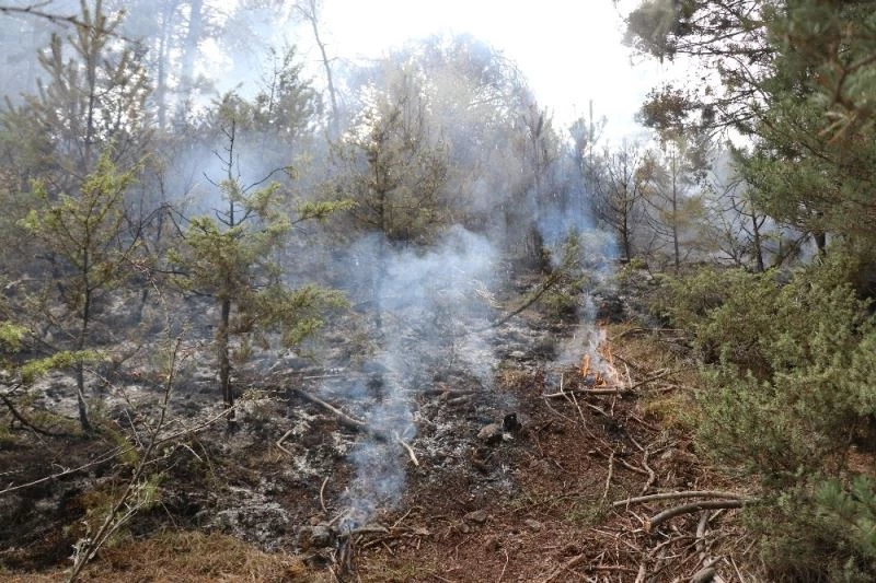 Bolu’da devrilen ağacın kopardığı elektrik teli ormanı yaktı
