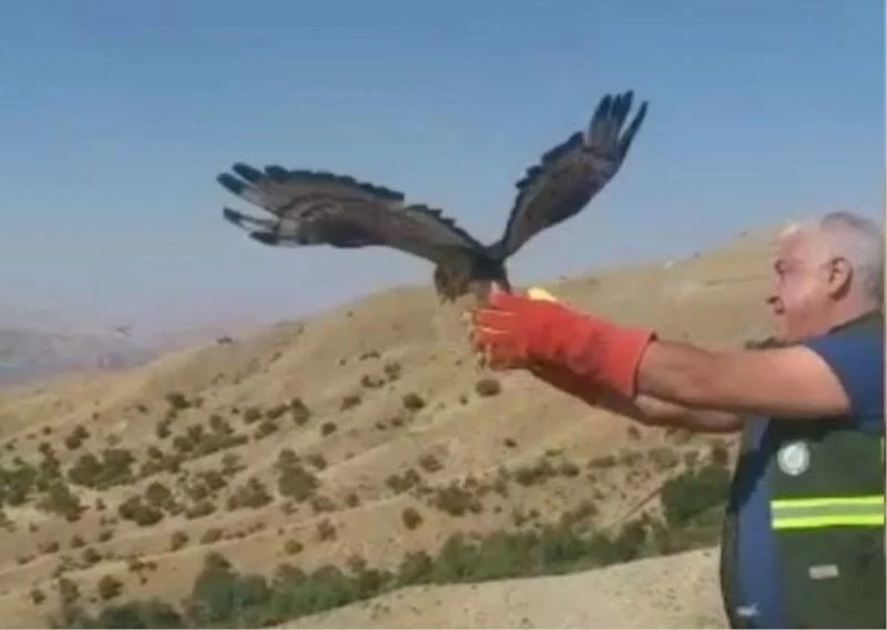 Kanadı kırık arı şahini iyileşti, 3 ay sonra tekrar uçtu
