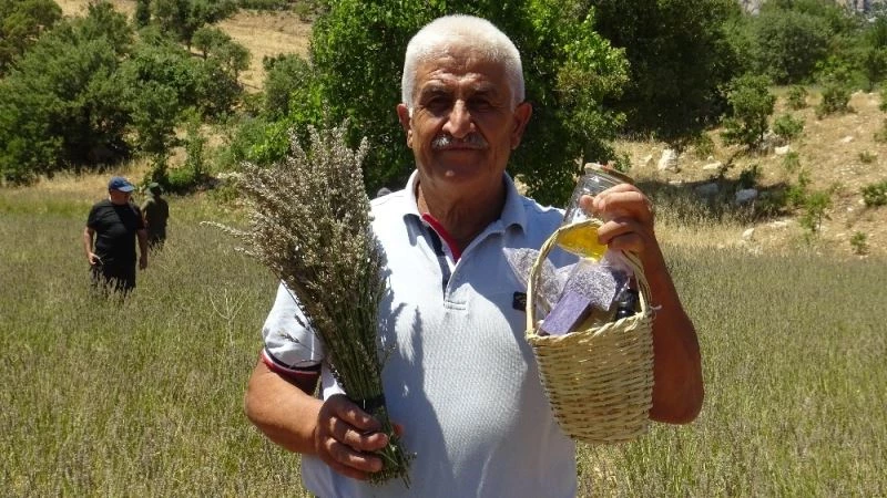 İstanbul’dan köyüne döndü lavanta yetiştiriciliğine başladı
