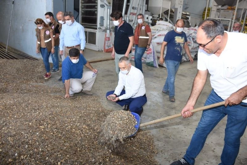 Kırkağaç’ta çerezlik ayçiçeğine ilgi artıyor
