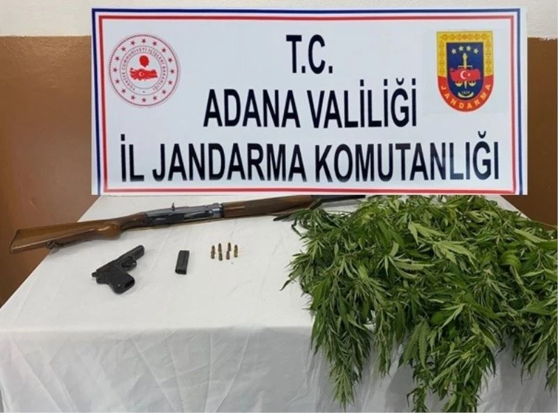 Mısır tarlasına kenevir ekmiş
