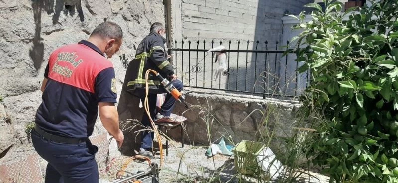 Çatıdan atlayan kedi demir parmaklıklara saplandı
