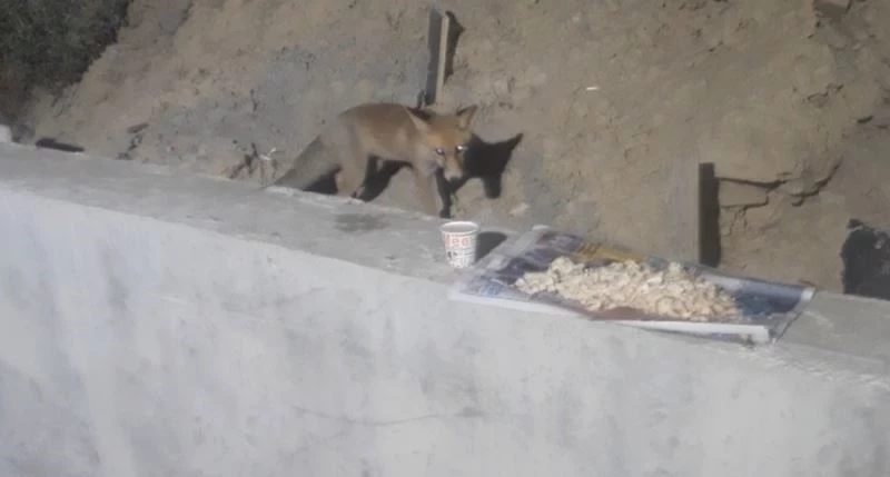 Yemeğini tilkiyle paylaşıyor
