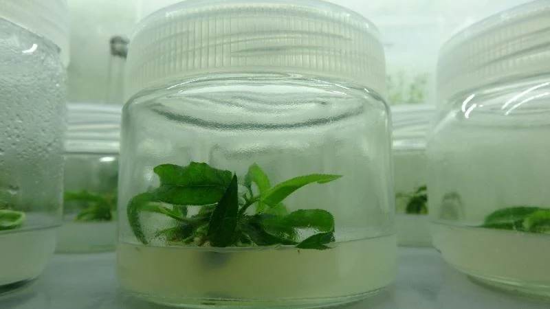 Bayramiç beyazı doku kültürü yöntemiyle çoğaltıldı
