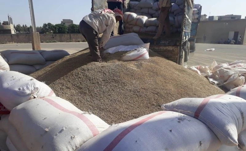 Resulayn’dan hububat alımı başladı
