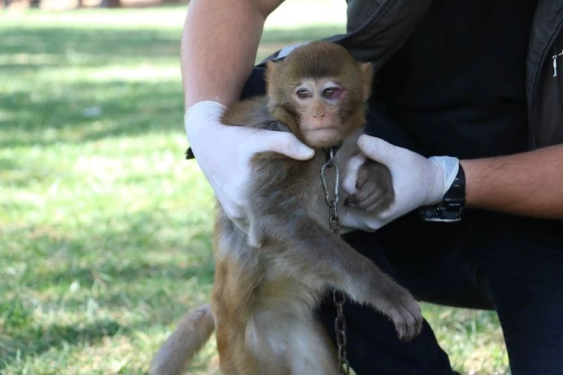 Durdurulan araçtan Makak maymunu çıktı
