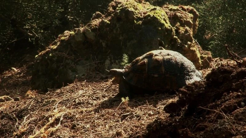 Kundaklanan ormanda mahsur kalan kaplumbağanın yardım çığlığı
