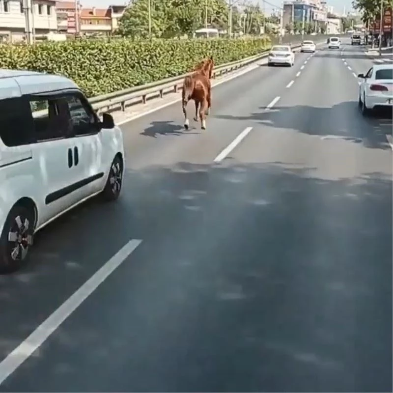 Otobanda dörtnala...
