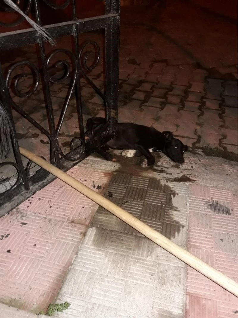 Kapıya sıkışan köpek için seferber olundu
