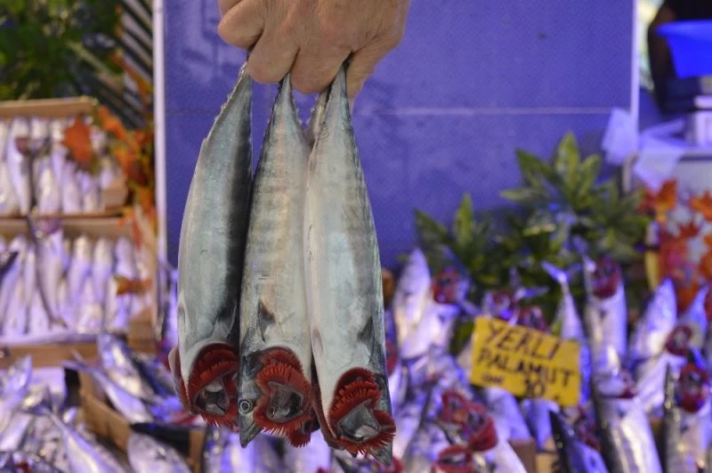 Palamudun fiyatı inişte
