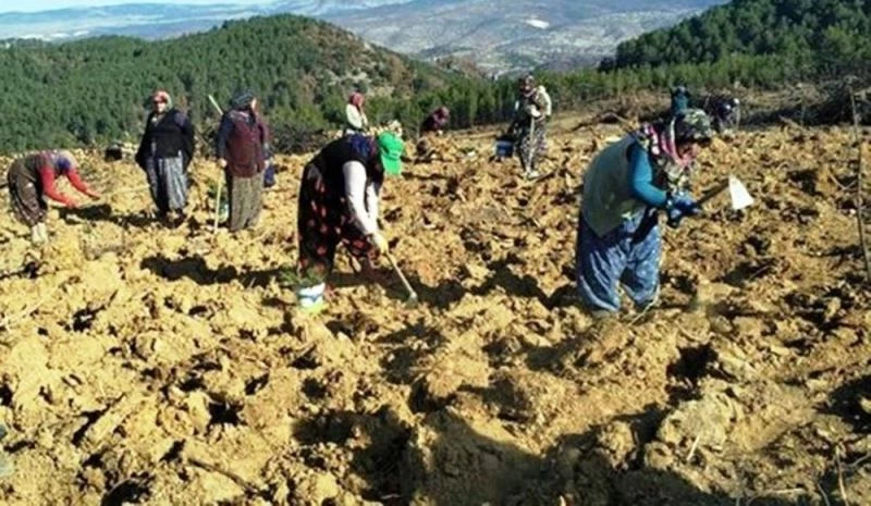 Müdür Keskin: “Yangınlardan etkilenen sahalarımızı en geç 1 yıl içinde ağaçlandırıyoruz”
