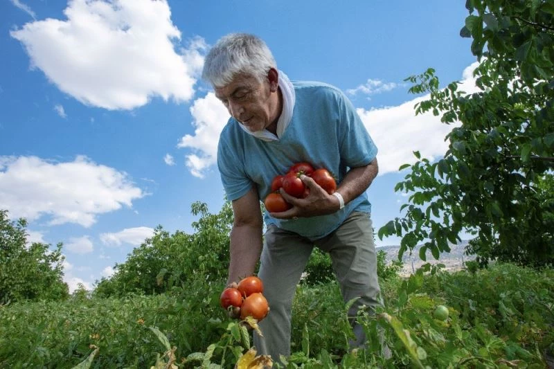 Sandıkta bulduğu asırlık Ayaş  Domatesi tohumuyla dünyaya açıldı
