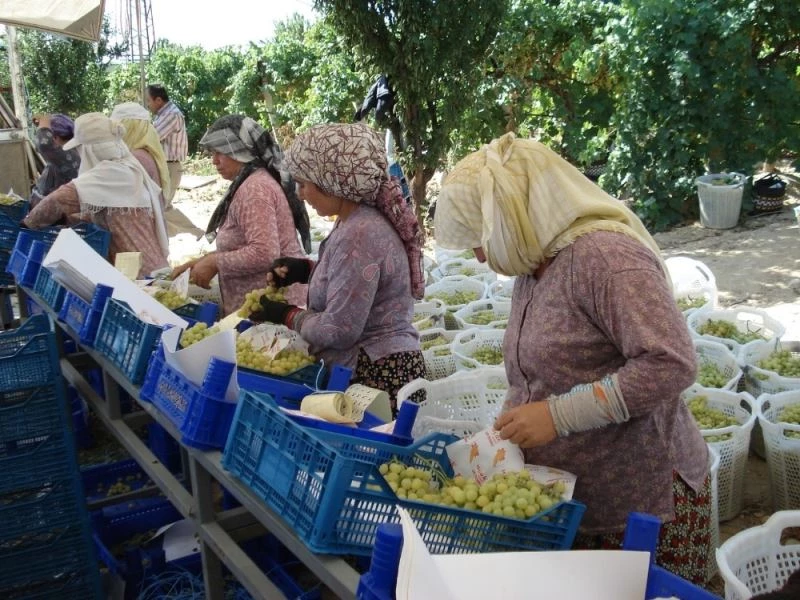 Denizli’de 354 bin 185 dekara dikilen üzümüm hasadı devam ediyor
