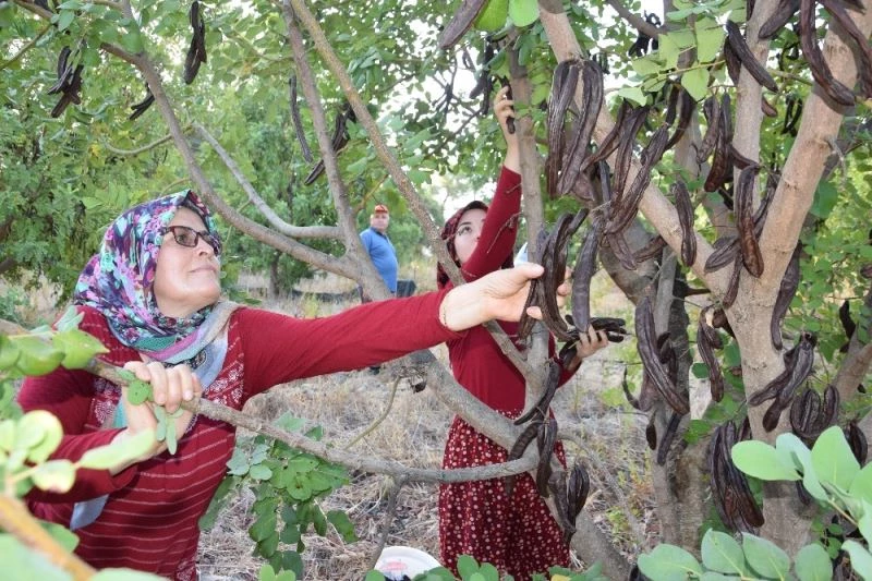 Hasat için 10 yıl bekledi, pekmezinin kilosunu 60 TL’den satıyor
