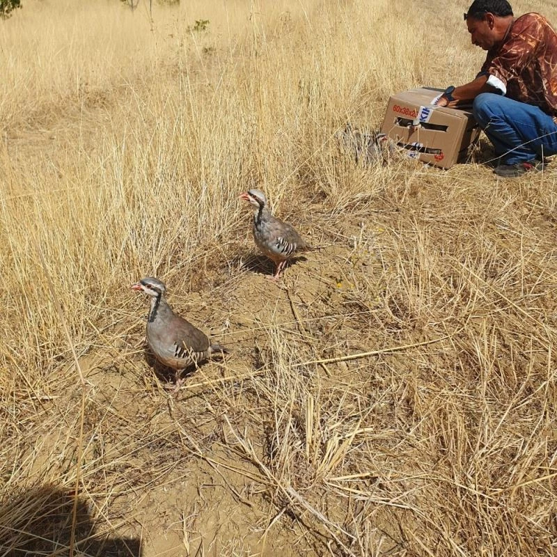 Kınalı keklikler doğaya salındı
