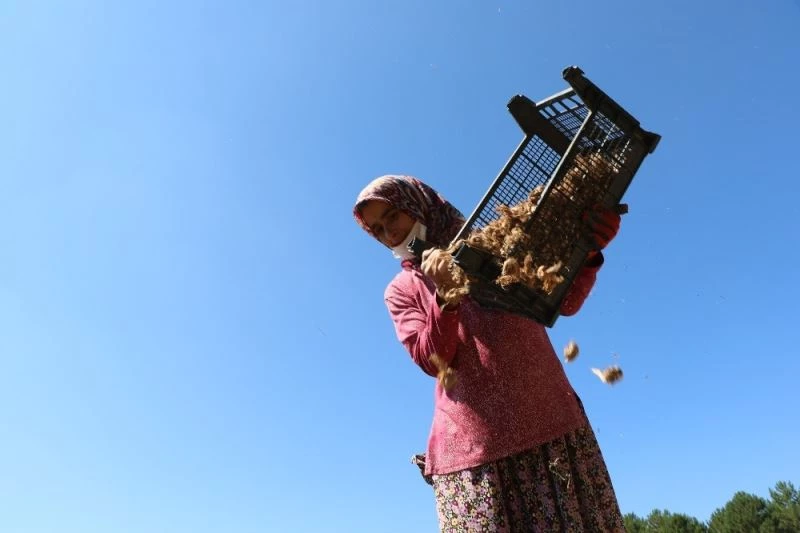 Kuraklık safran ekimini aksattı
