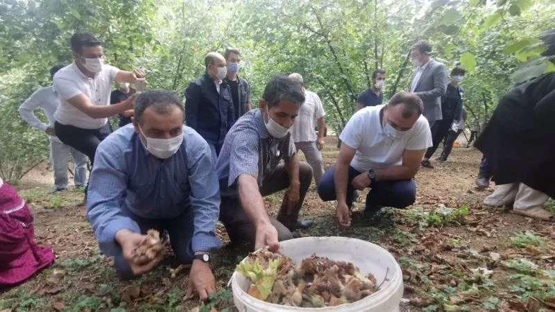 Sakarya Valisinden fındık toplarken gülümseten diyalog

