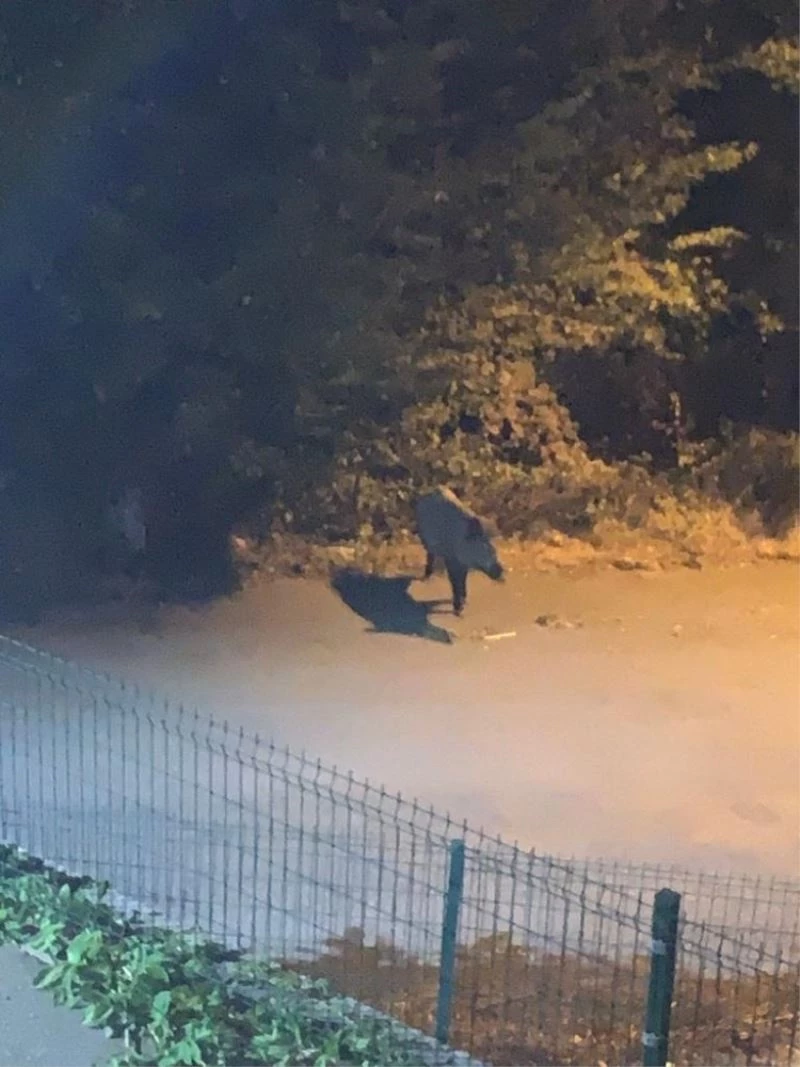 Yaban domuzları mahalleye indi
