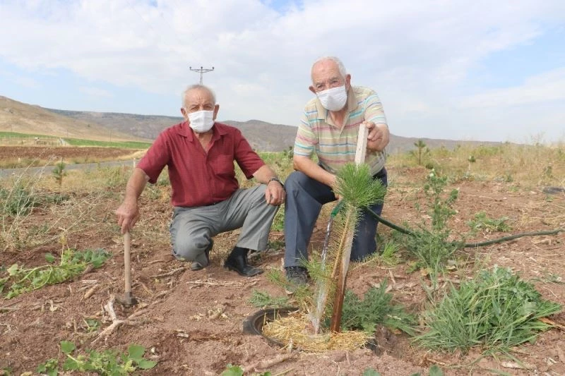 Aşırı sıcaklarda ağaçlara san suyu oldu
