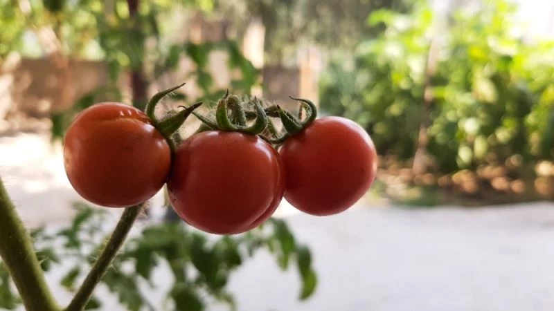 Üniversite öğrencisi genç kekik ve nane aromalı domates yetiştirdi
