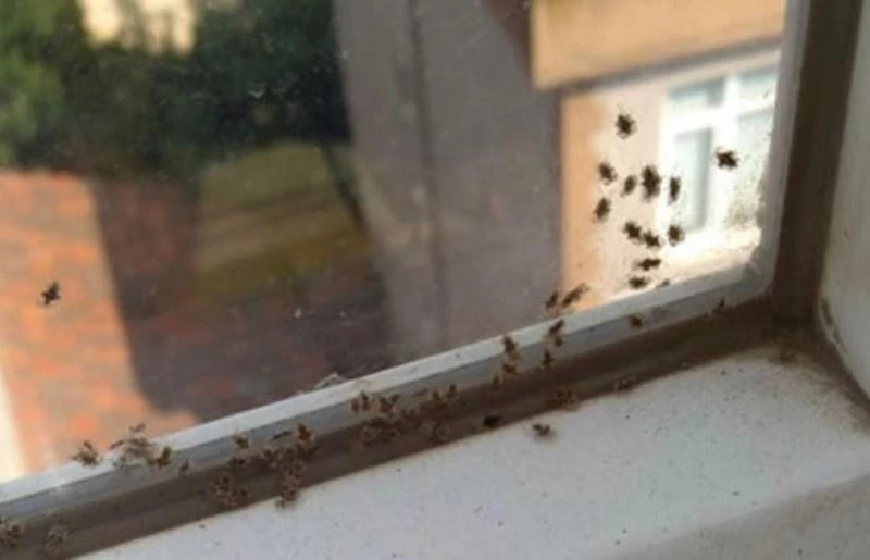 Kocaeli’de 3 ilçeyi böcekler istila etti
