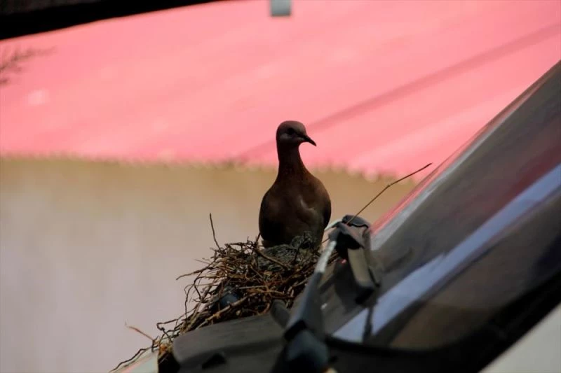 Kamyonetin camına yuva yapan kumrunun yavruları yumurtadan çıktı