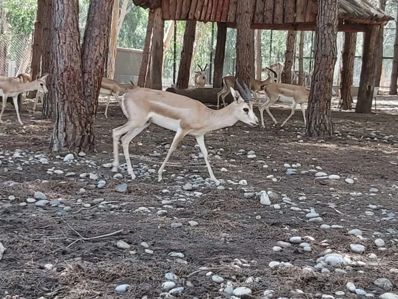 Tarsus Doğa Parkı, İzmir’den gelen 57 yaban hayvanının yeni yuvası oldu
