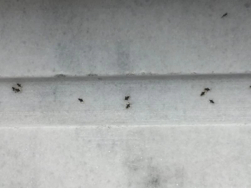 İstanbul sınırındaki 3 ilçe böceklerle mücadele ediyor
