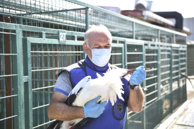 Yaralı Leyleğe Esenyurt Belediyesi sahip çıktı
