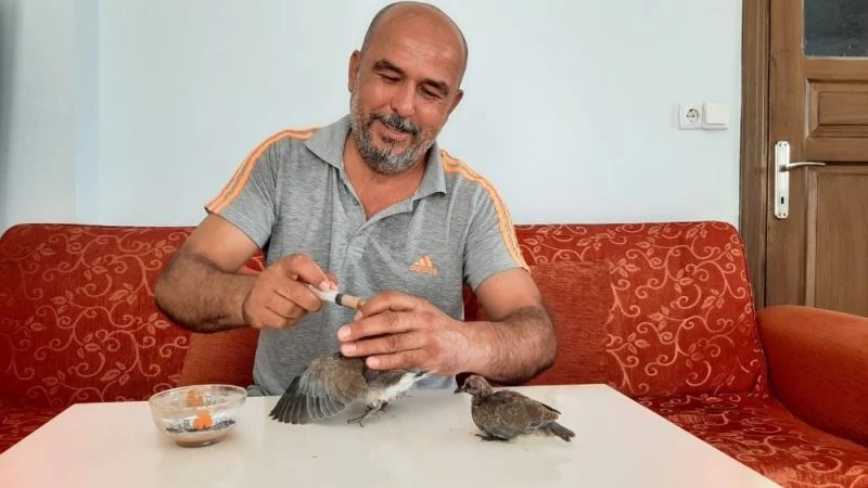 Annesi ölen yavru kuşları evlat edindi
