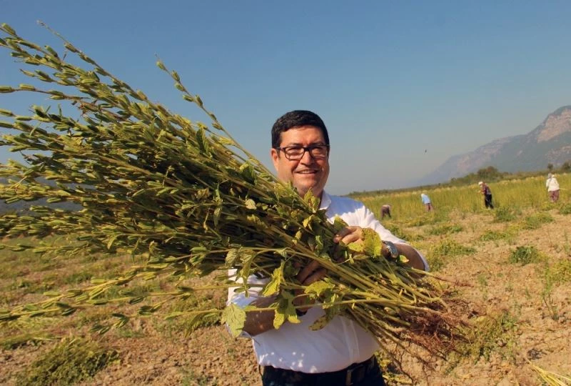 Sarı susamın sırrı Gökova’nın iyotlu rüzgarında
