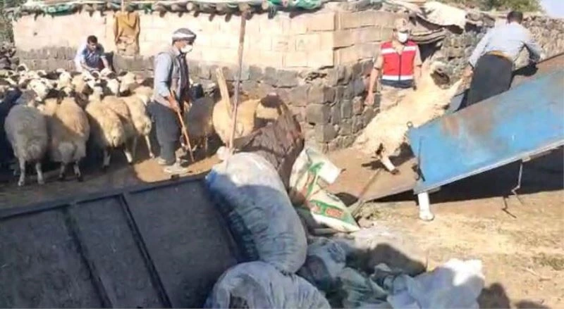 Yakalanan dolandırıcılardan alınan 200 küçükbaş hayvan sahibine teslim edildi
