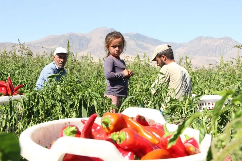 Karaman’dan 15 ile salçalık biber satışı
