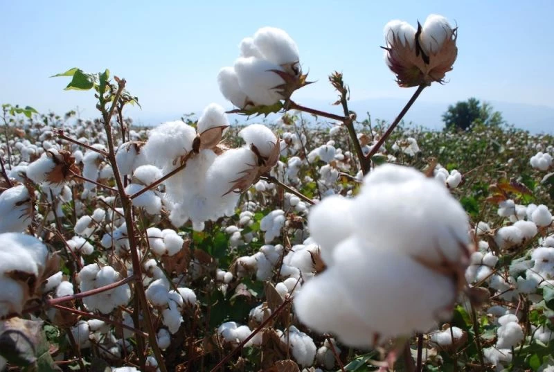 Pamukta 6 lira fiyat beklentisi
