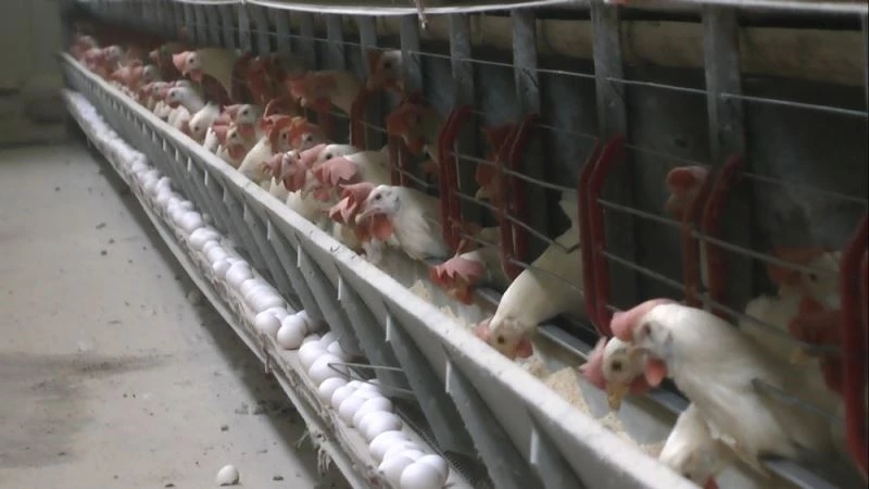 Muş’ta yumurtaya rağbet arttı
