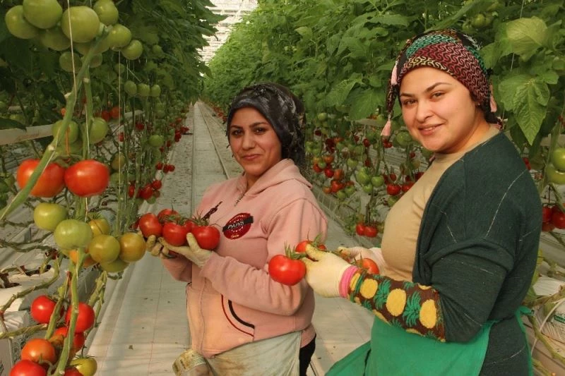 İhracatlık domates üreticinin yüzünü güldürdü
