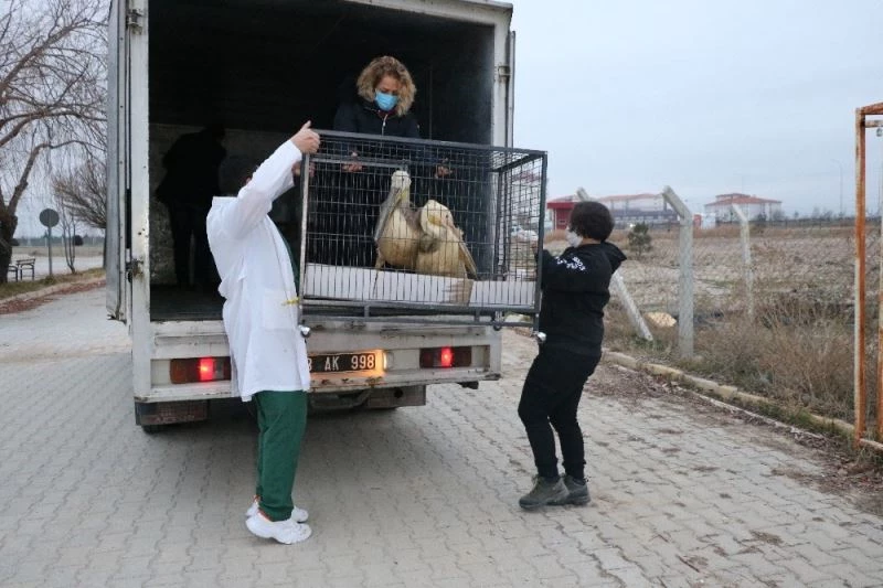 Tedavisi ve rehabilitasyonu tamamlanan 9 yaban hayvanı Ormanya Doğal Yaşam Parkına yolcu edildi
