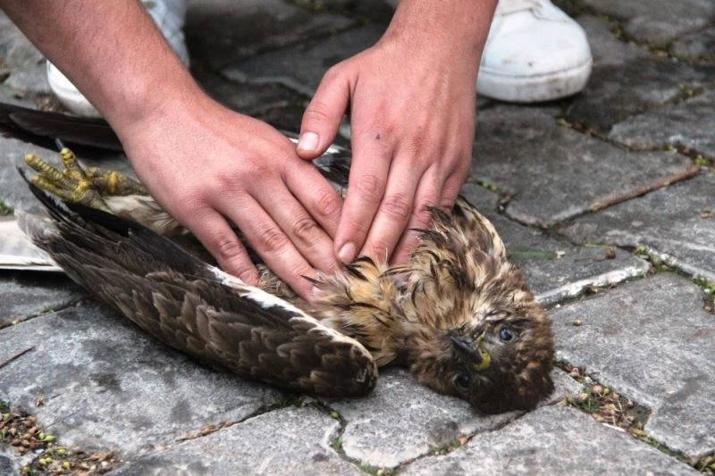 Ağaçtan düşen şahinin kalbi durunca kalp masajı yaptılar
