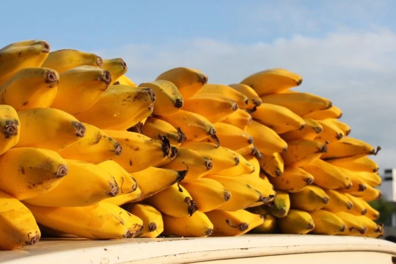 Erdemli muzu artık coğrafi işaret tescilli
