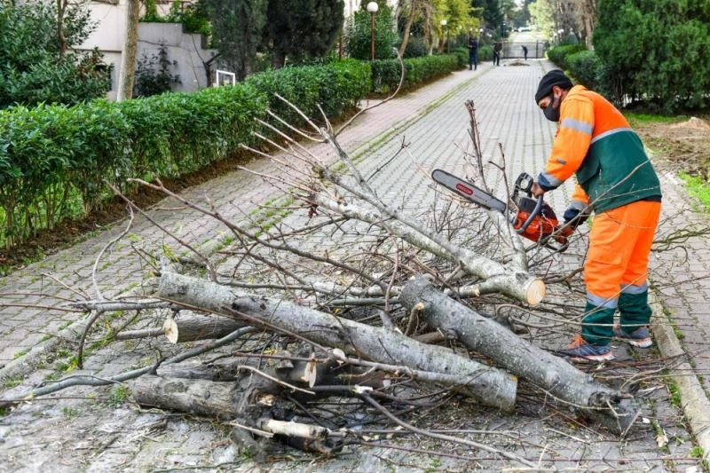 Esenyurt’ta teke böceğiyle mücadele sürüyor
