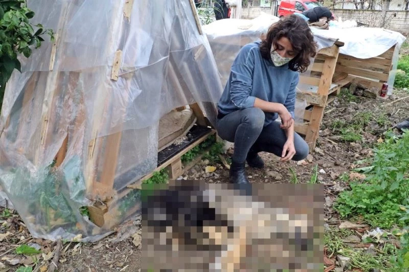Her akşam beslediği yavru köpekleri bir gün beslemedi, sabah geldiğinde ölüleriyle karşılaştı
