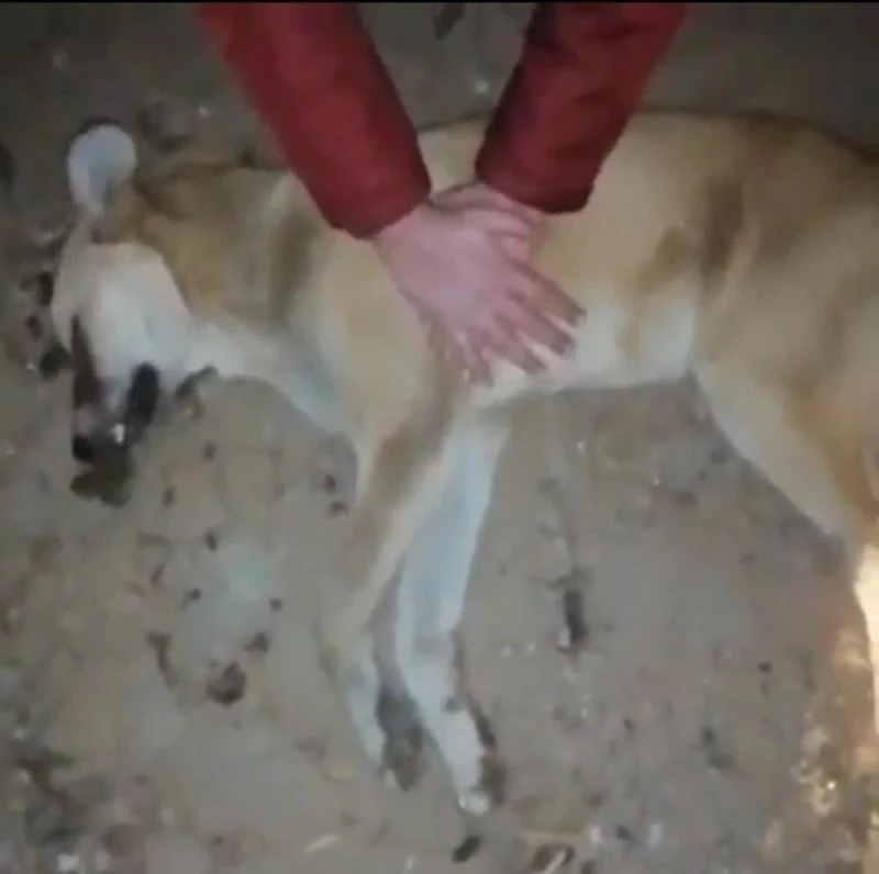 Çay’daki hayvan barınağında dehşete düşüren görüntüler
