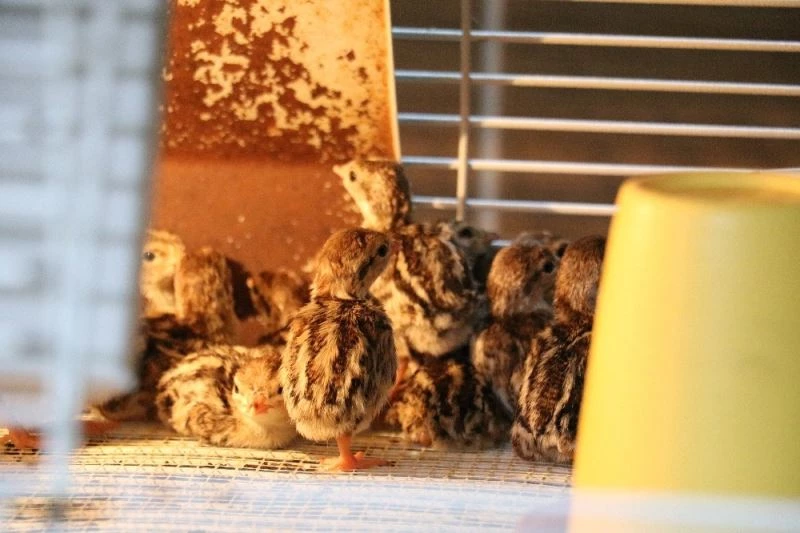 Keklikler kuluçkadan çıktı
