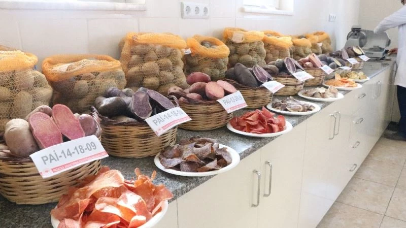 10 renkte cipslik yerli patates üretildi
