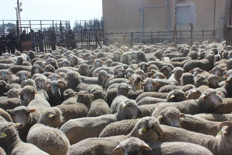 Hayvancılığa  5 milyon 403 bin TL destek verildi
