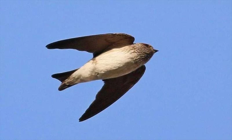 Çizgili gerdanlı kırlangıç, Hatay