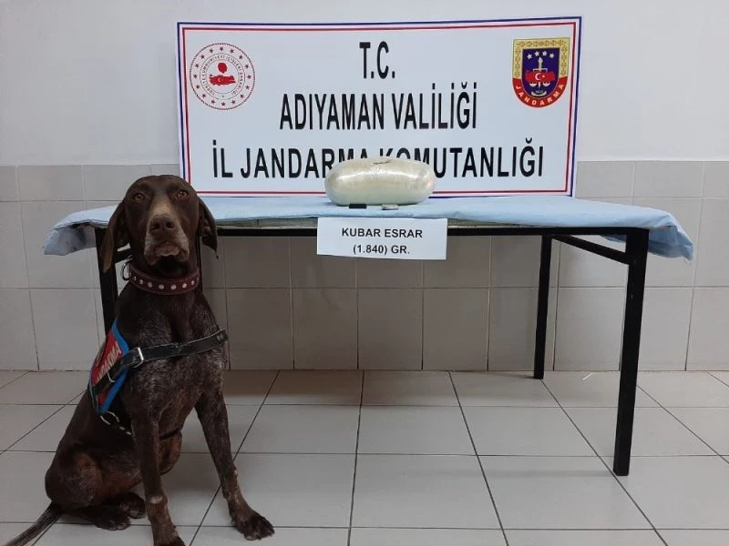 Otobüsteki uyuşturucuyu ’manken’ buldu
