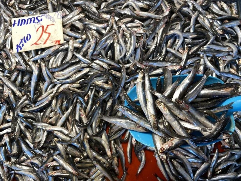 Hamsiye rağbet düştü, Barbun ve Mezgit satışı yükseldi
