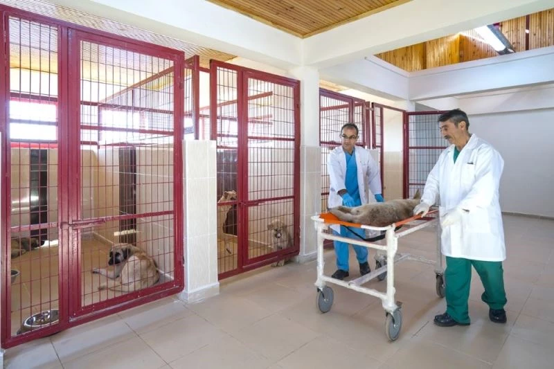 Malatya’da sokak hayvanlarının bakımına itina
