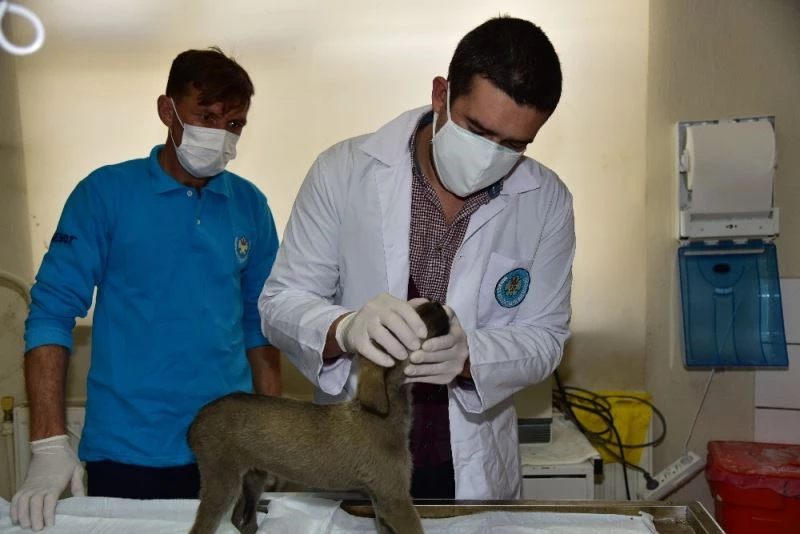 Açlıktan yürüyemeyen yavru köpeğin tedavisine başlandı
